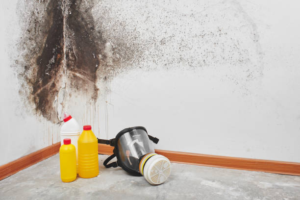Best Home Mold Removal  in Longview, WA