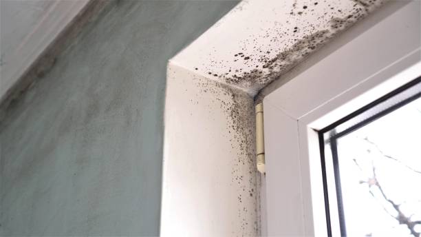 Best Affordable Mold Removal  in Longview, WA