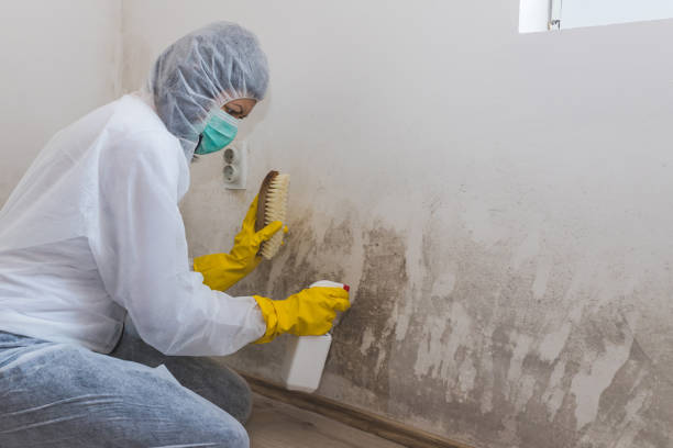 Best Professional Mold Removal  in Longview, WA