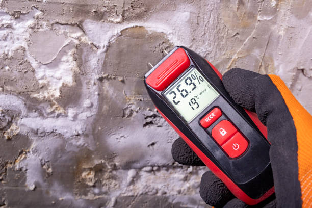 Best Certified Mold Removal  in Longview, WA