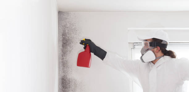 Best Office Mold Removal Services  in Longview, WA