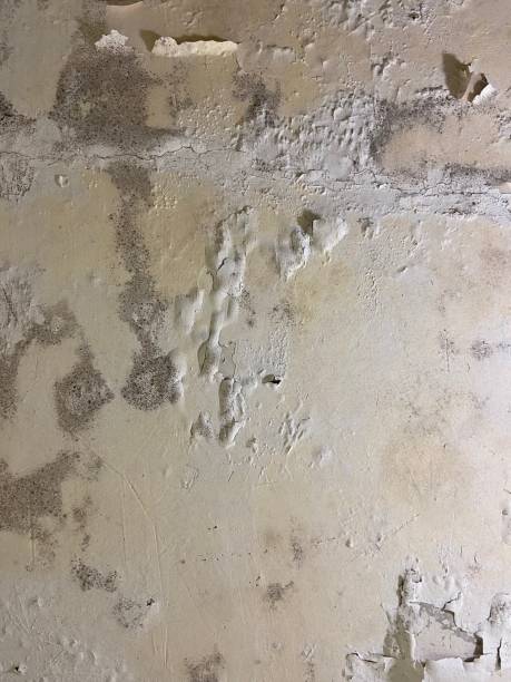 Best Toxic Mold Removal  in Longview, WA