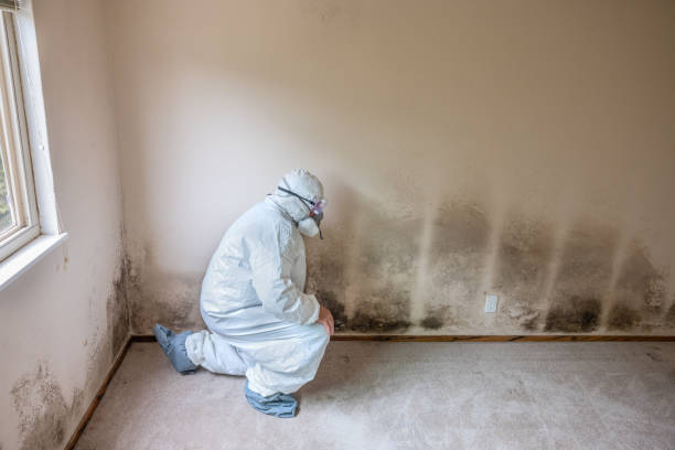 Best Fast Mold Removal  in Longview, WA