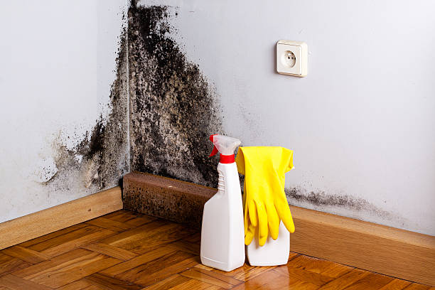 Longview, WA Mold Removal Company