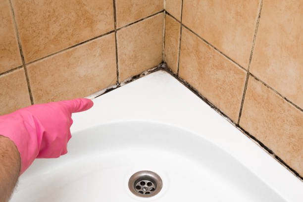 Best Mold Remediation  in Longview, WA